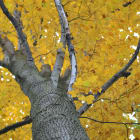Tulip Tree (Liriodendron tulipifera)