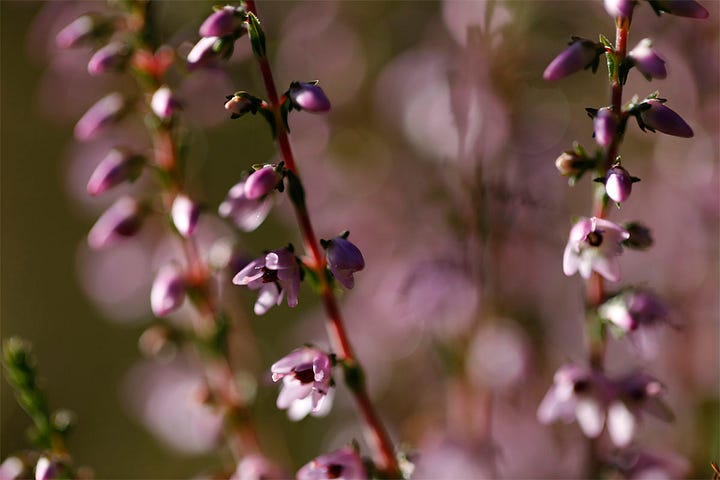 Purple flowers on ling (Calluna vulgaris) and raindrops momentarily held on heathland grass blades