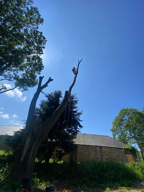 Jamie ascending up a large poplar limb using spikes