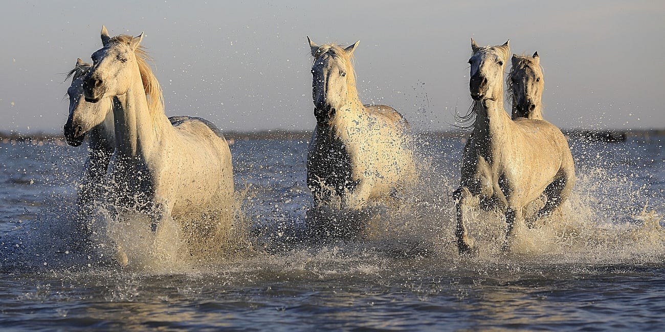 Ruhe. Flora. Fauna. Natur. Sonne. Leben.