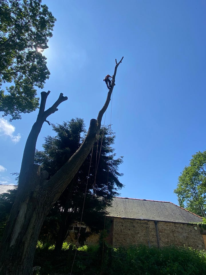Jamie ascending up a large poplar limb using spikes
