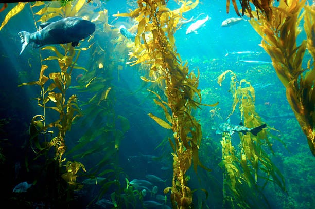 200,900+ Underwater Plants Stock Photos, Pictures & Royalty-Free Images - iStock | Illustration of underwater plants, Underwater plants low angle 200,900+ Underwater Plants Stock Photos, Pictures & Royalty-Free Images - iStock | Illustration of underwater plants, Underwater plants low angle