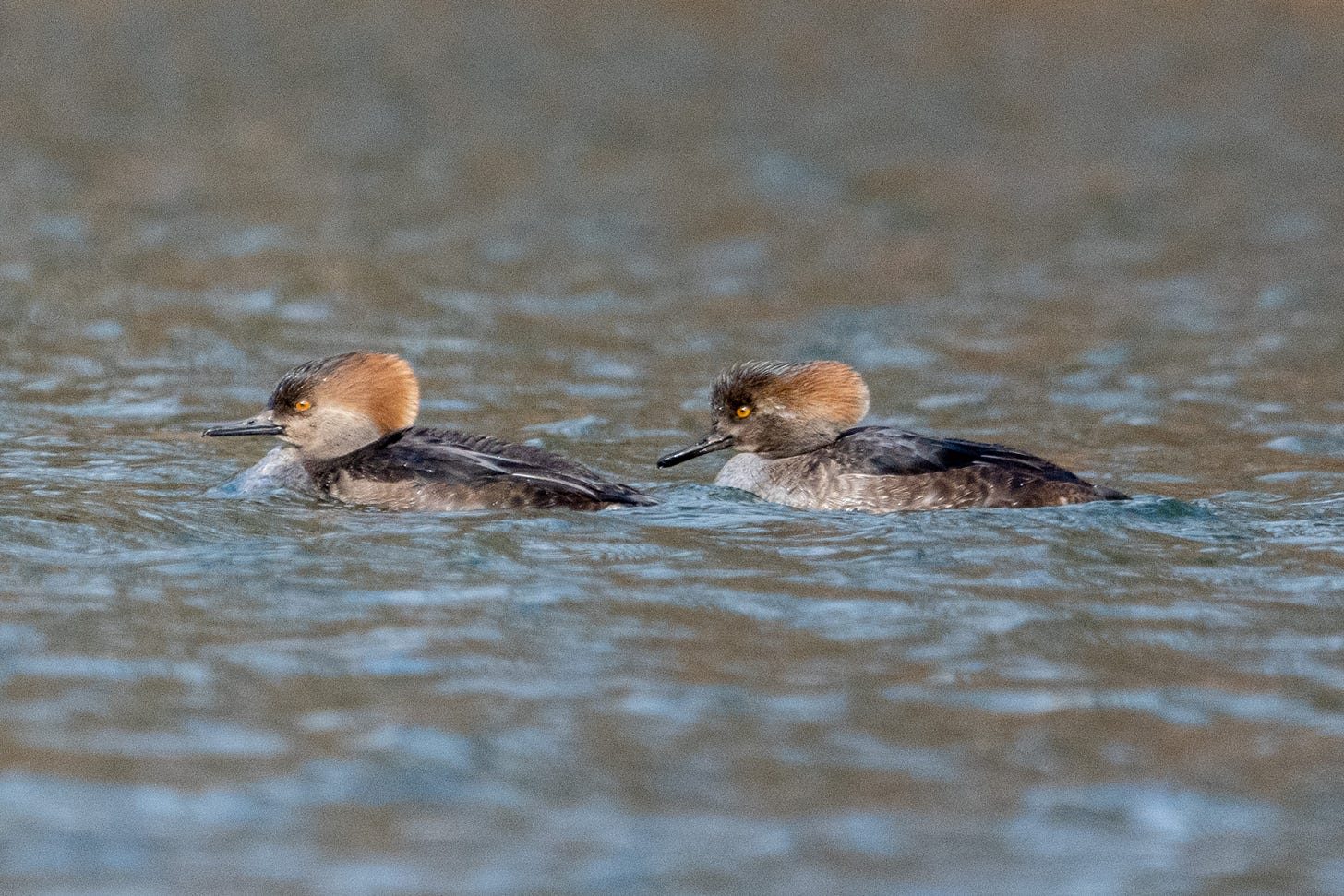 Two hooded mergansers, probably a first-year male and first-year female, swimming in line toward the viewer's left