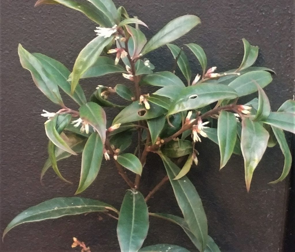 Sarcococca at Veddw Garden copyright Anne Wareham 