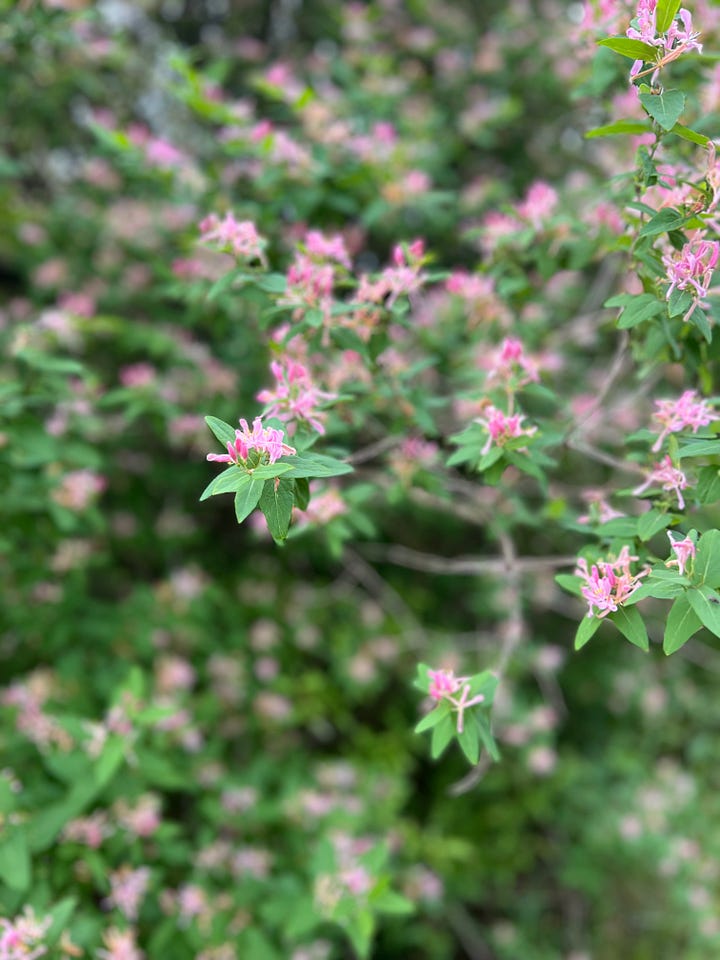 A picture of a tree covered trail and a close up of pink honeysuckle flowers.