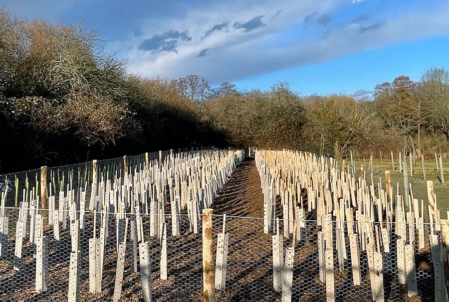 Tree Guards Part 2: Natural Materials