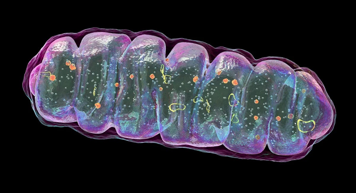 The Journey to Discovering Brain Mitochondrial DNA Insertions and Their Link To Mortality