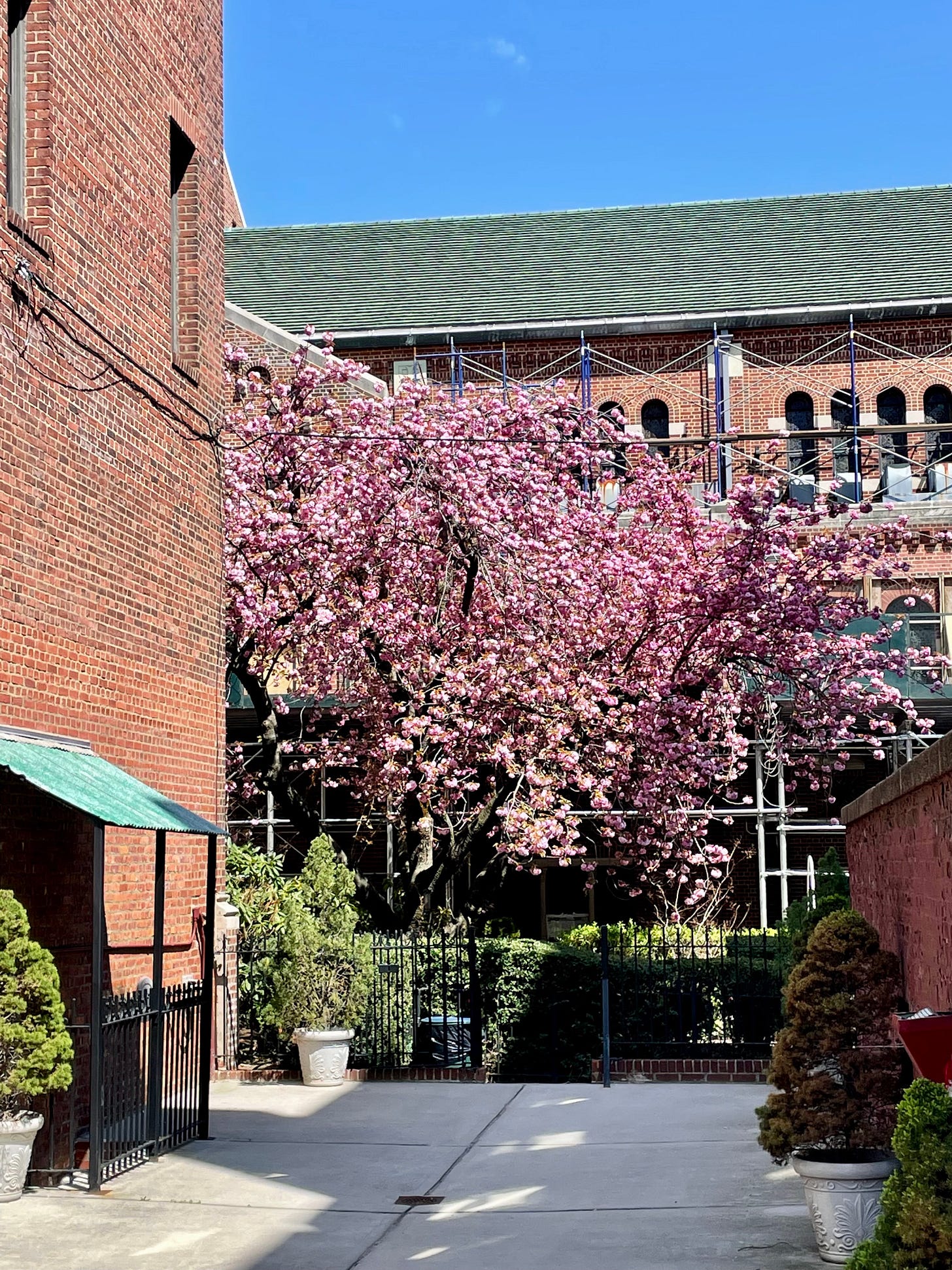 ID: Magnolia tree in full bloom.