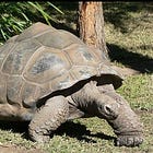 約176年を生きたカメ、ハリエットが見てきた世界
