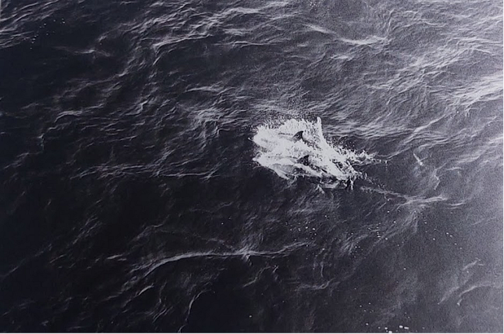 Photos of sail boat, dolphins swimming in the ocean, and an abandoned row boat