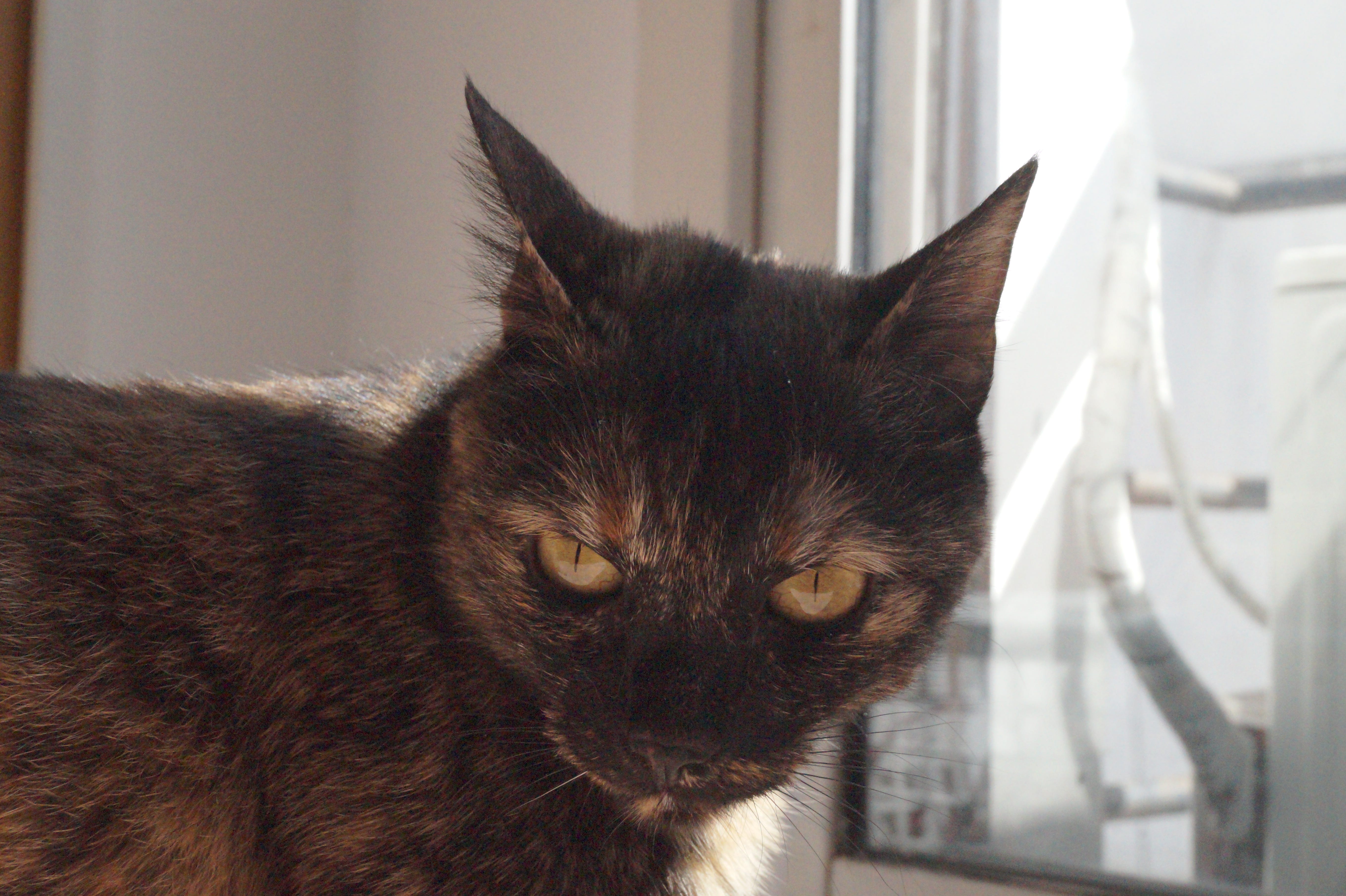 Principios Informales