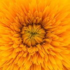 Happiness is yellow: why neurodivergence can drive creativity - Guest Post by Allegra Chapman