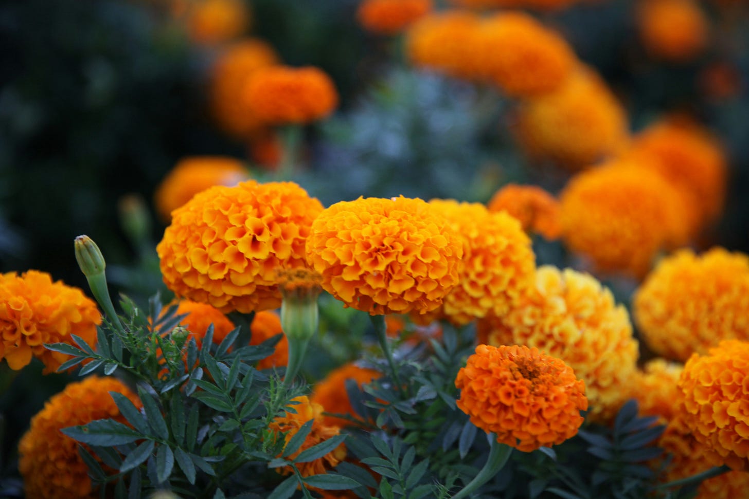 marigold-flowers