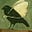 crow's avatar