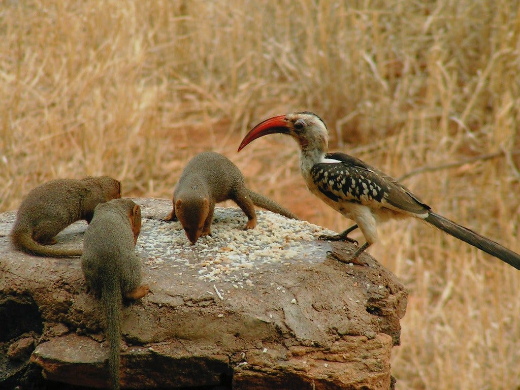 sunstone, doing the next right thing, innovation ecosystem, dwarf mongoose and hornbill
