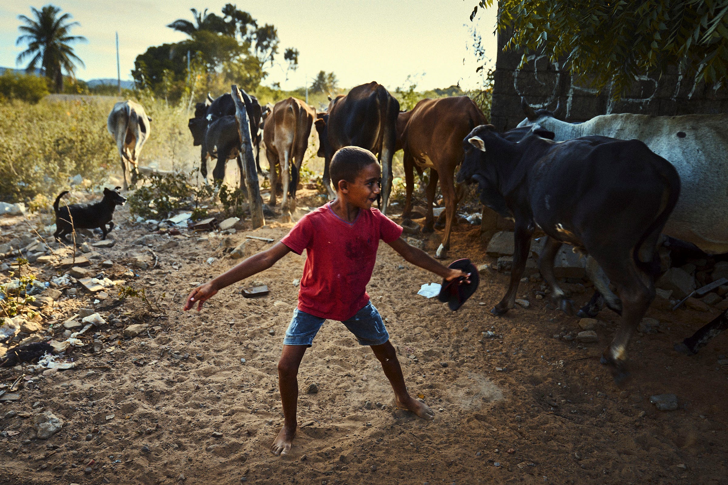 A boy in a red shirt and denim shorts stands barefoot on sandy ground, energetically herding cows and a goat along a rural path surrounded by trees and bushes in warm sunlight.