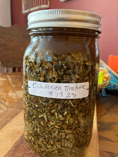 Images of late Summer: Hawthorne, motherwort seeds, cannabis bed, echinacea root, sunflower, St. Joan’s Wort