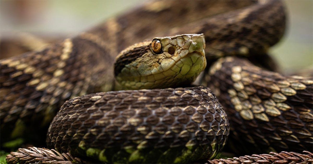 Foto ampliada da Bothrops jararaca toda enrolada, com foco na cabeça. Foto ampliada da Bothrops jararaca toda enrolada, com foco na cabeça.