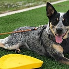 Resources we’ve used to teach our dog to play with us