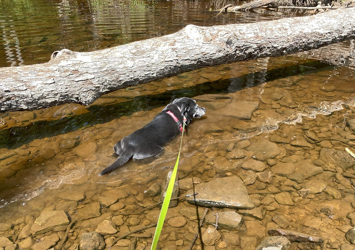 Black dog lying in shallow stream beneath log