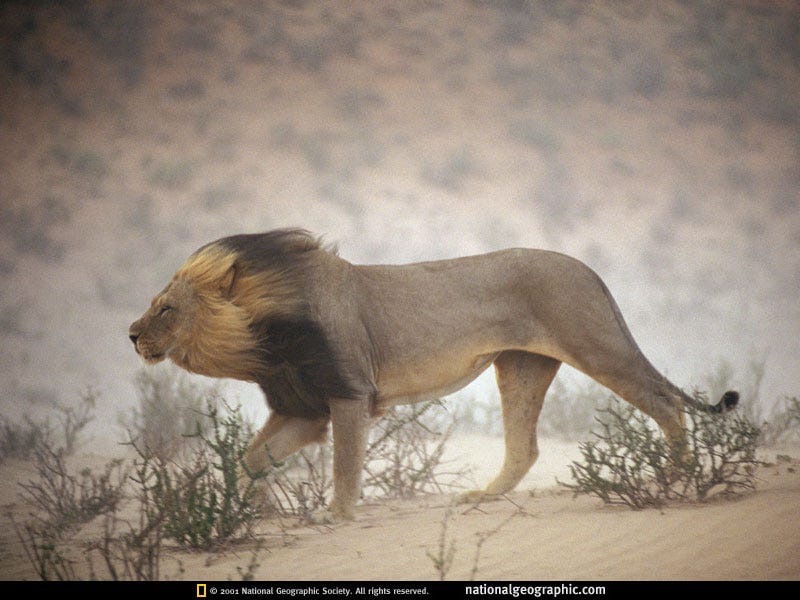 windswept-lion-128395-sw