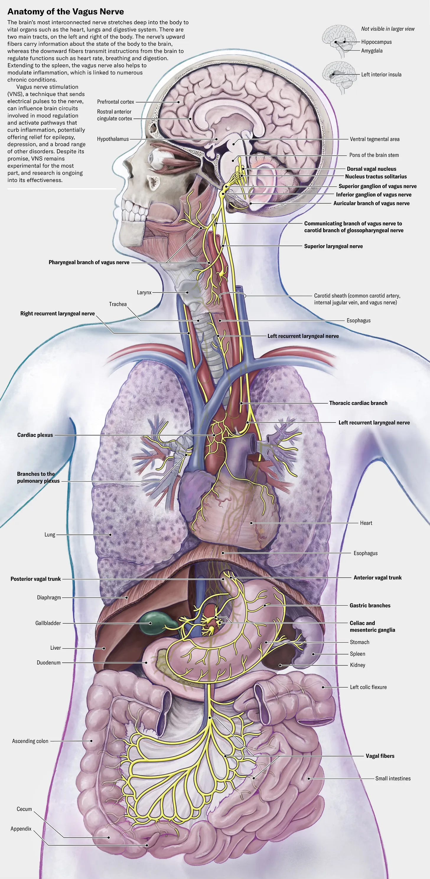 Vagus Nerve Stimulation and the Immune System