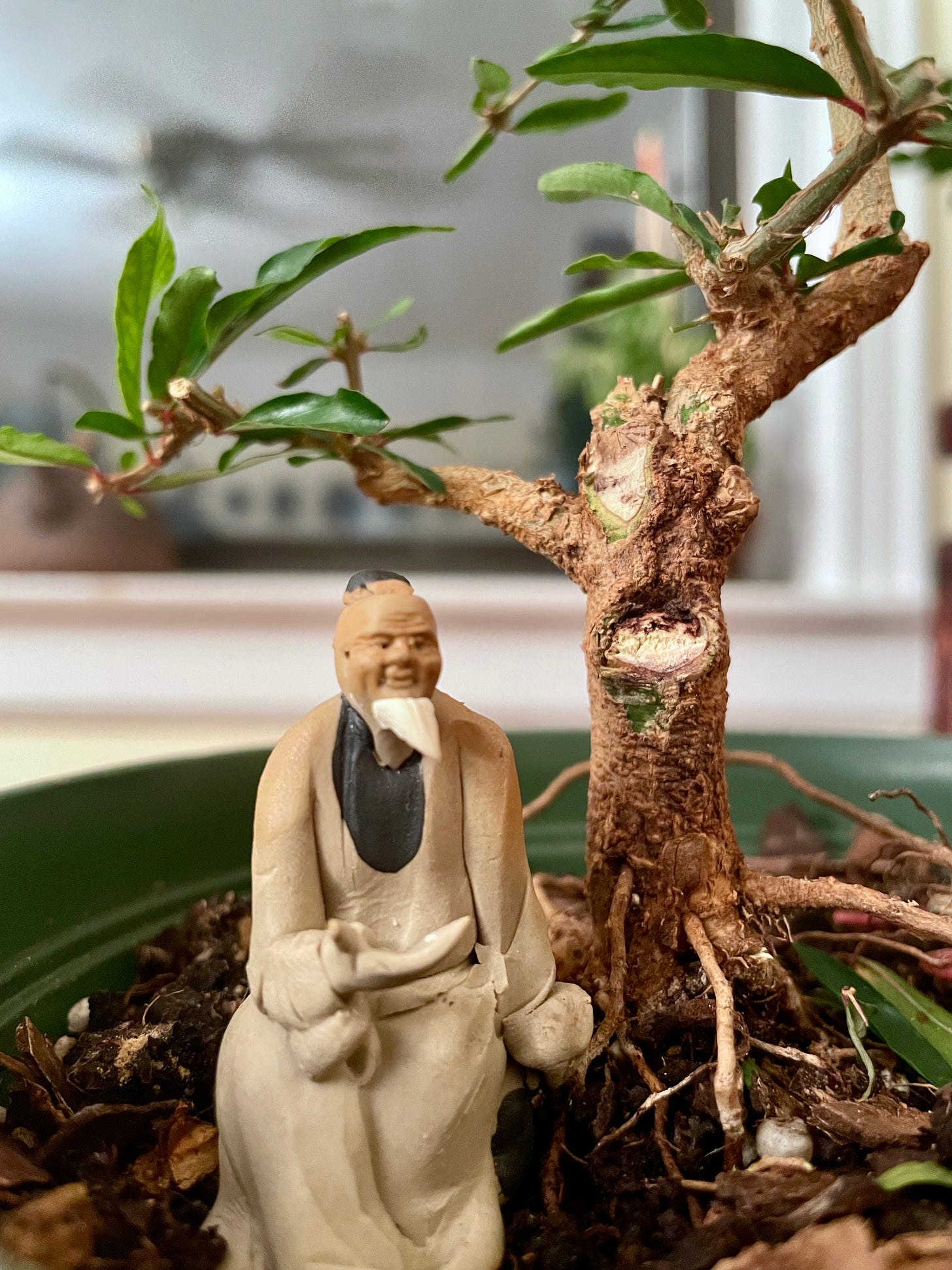 ID: Close up photo of small pomegranate tree with nearly bare branches and a mud man figurine next to the tree