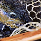 Photographing Fish