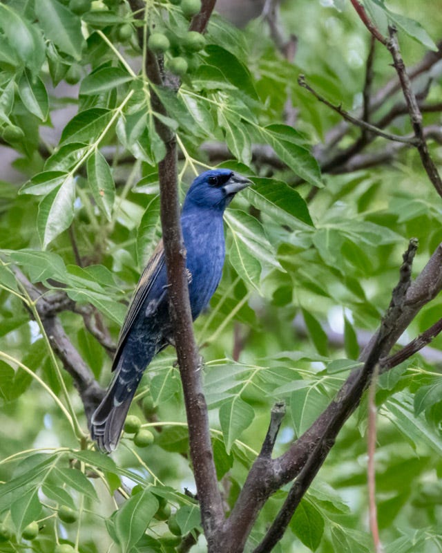 20250710-SantaGertrudis-112-Edit.jpg 20250710-SantaGertrudis-112-Edit.jpg