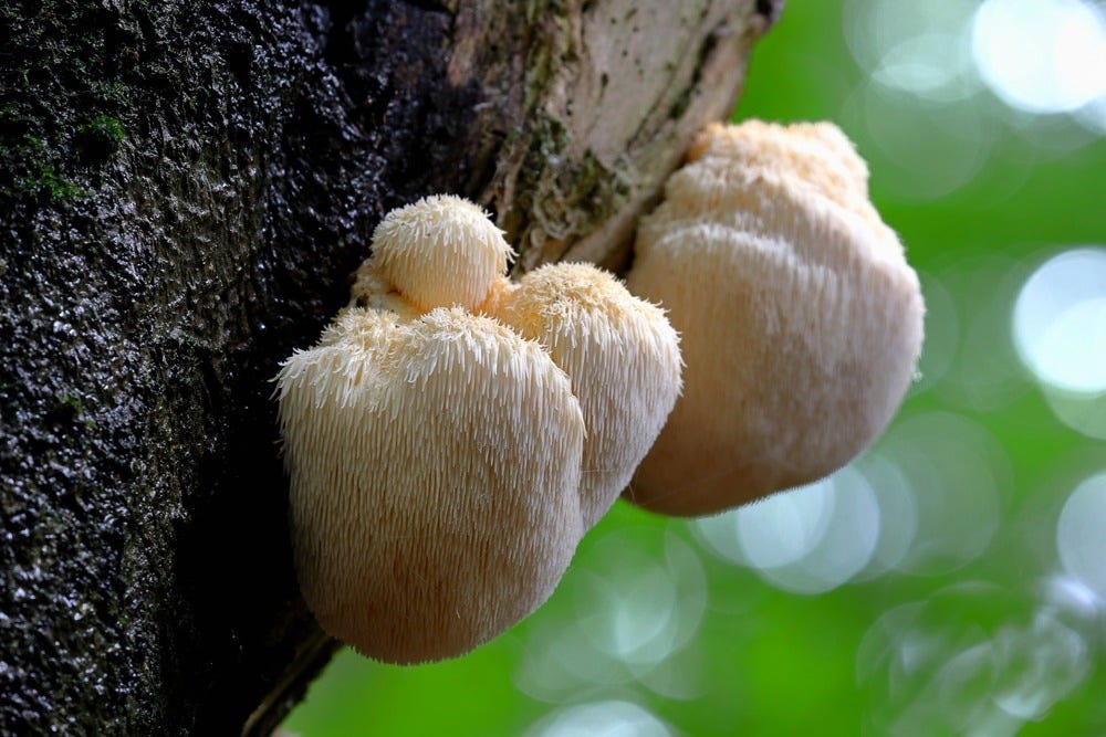 Active compound in Lion's Mane mushroom improves nerve growth and memory