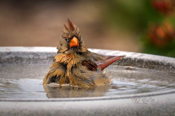 Northern Cardinal