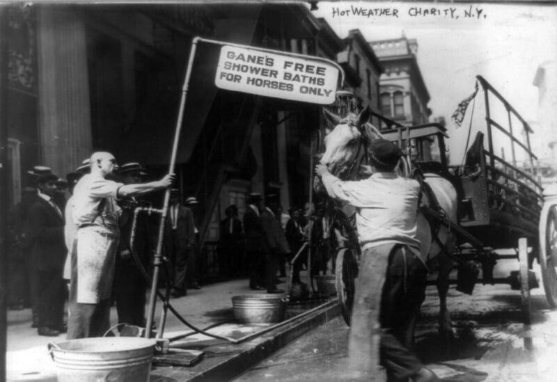Black and white photo of men giving a horse a shower bath on a city street. A sign reads "Gane's Free Shower Baths For Horses Only." Buckets and a hose are in use. Several people look on from the sidewalk. The scene is labeled "Hot Weather Charity, N.Y.