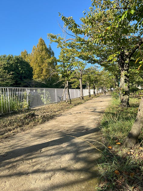 Three pictures of the Myohoji River flowing through a park with lines of cherry trees in the early autumn sunshine