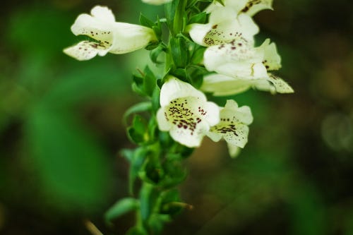 A flower spike of white foxglove flowers. The bells have a dappled pattern of brown spots inside them.