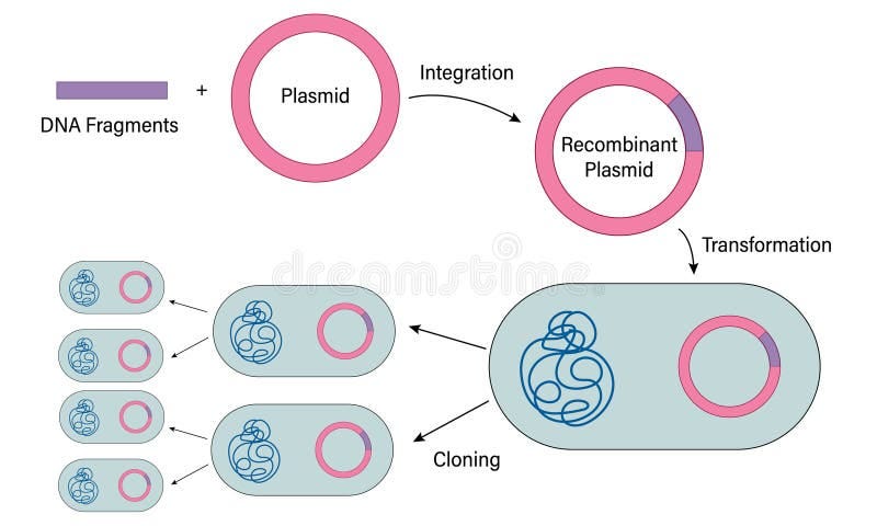 Illustration of Recombinant DNA Technology on White Background Demonstrating Genetic Engineering Techniques for Biotechnology. Stock Vector - Illustration of graphic, manipulation: 320365384 Illustration of Recombinant DNA Technology on White Background Demonstrating Genetic Engineering Techniques for Biotechnology. Stock Vector - Illustration of graphic, manipulation: 320365384