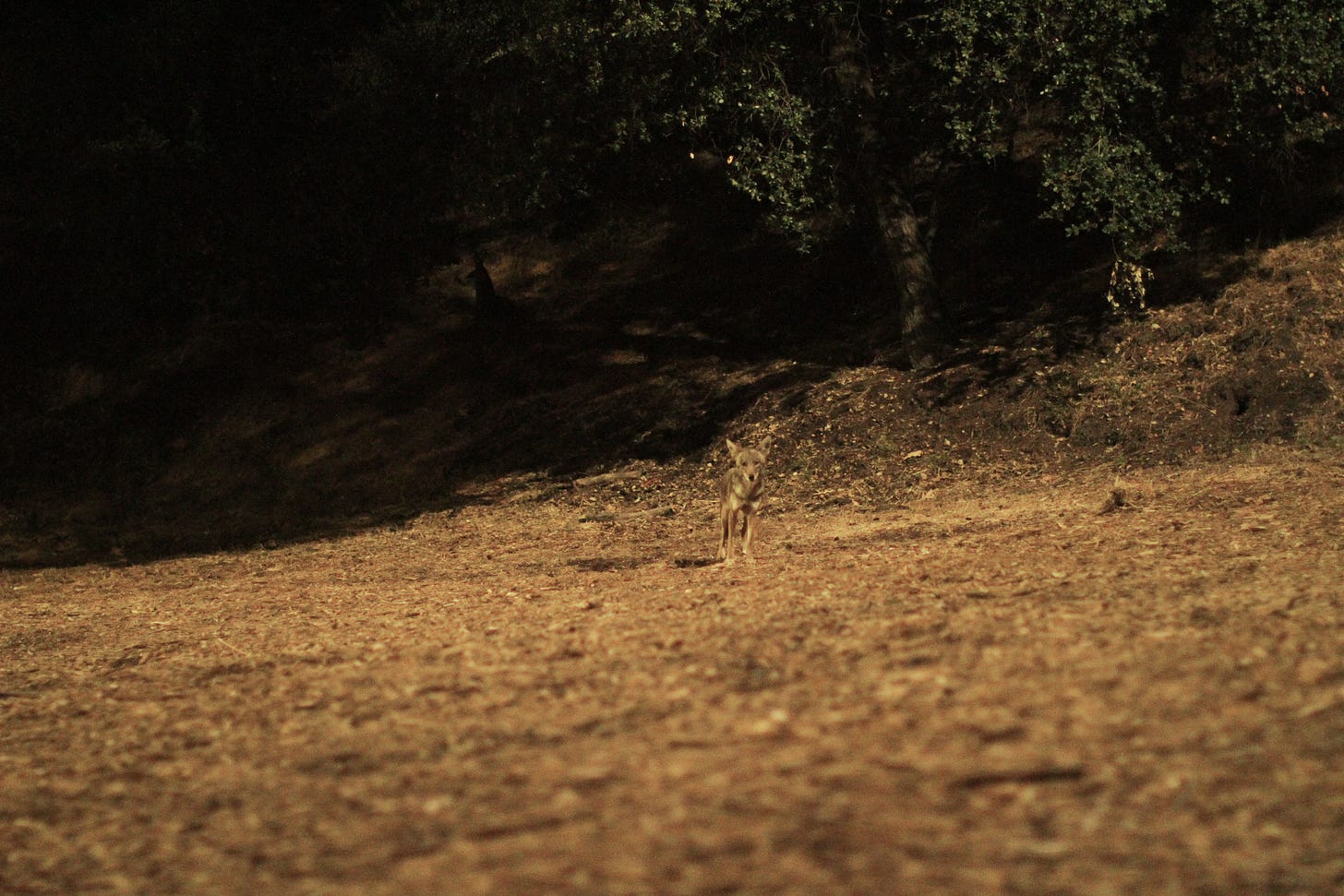 Coyote's of Griffith Park (Photos by Rowan)