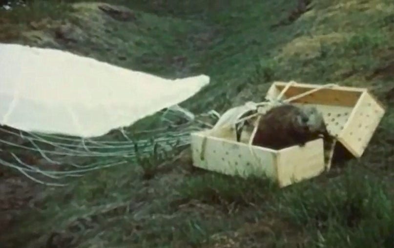 A beaver emerges from a sprung open wooden box while the parachute lays on the grass. A beaver emerges from a sprung open wooden box while the parachute lays on the grass.