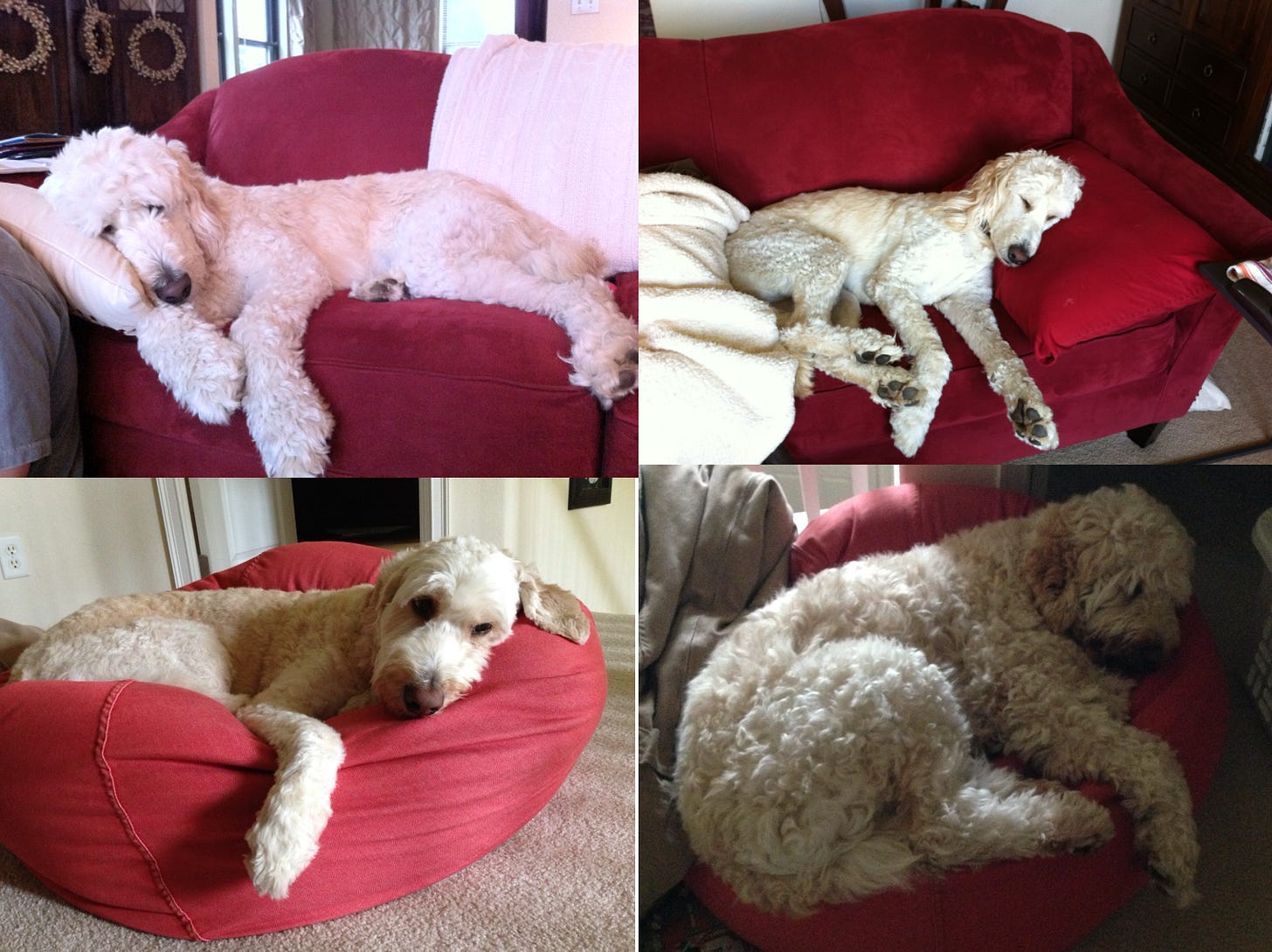 A collage of a dog lying on a couch
AI-generated content may be incorrect. A collage of a dog lying on a couch
AI-generated content may be incorrect.