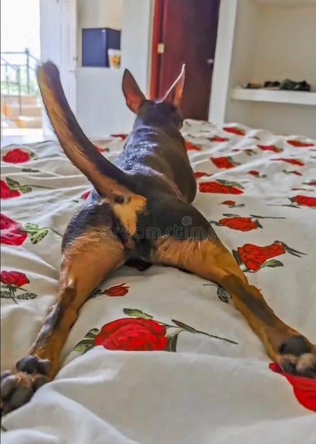 A dog lying on a bed

AI-generated content may be incorrect.