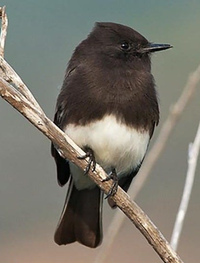 Black Phoebe Overview, All About Birds, Cornell Lab of Ornithology Black Phoebe Overview, All About Birds, Cornell Lab of Ornithology