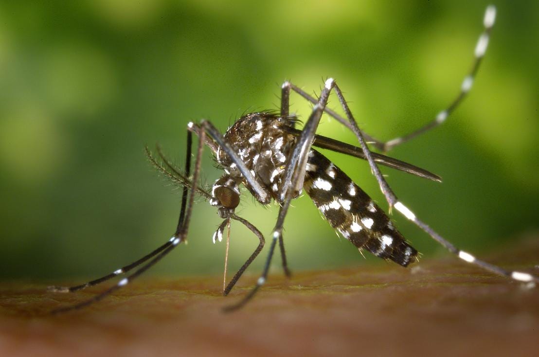 Sterilised insects could help control mosquito-borne diseases | Research and Innovation Sterilised insects could help control mosquito-borne diseases | Research and Innovation