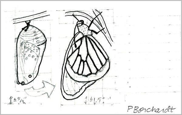 Detail from Perpetual Journal, week of Feb. 19-25: Queen Butterfly as a Chrysalis and after Emerging as a Butterfly (2024): step 1 Detail from Perpetual Journal, week of Feb. 19-25: Queen Butterfly as a Chrysalis and after Emerging as a Butterfly (2024): step 1