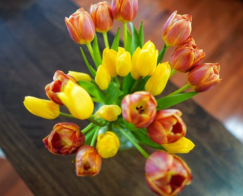 Red and Yellow Tulips