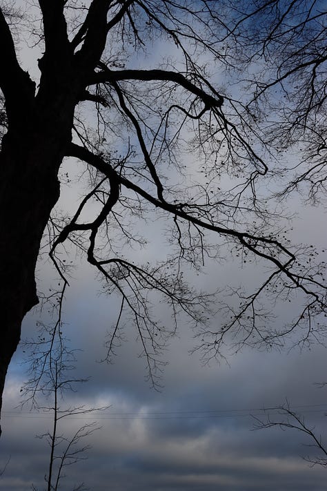 Old maples on borrowed time.