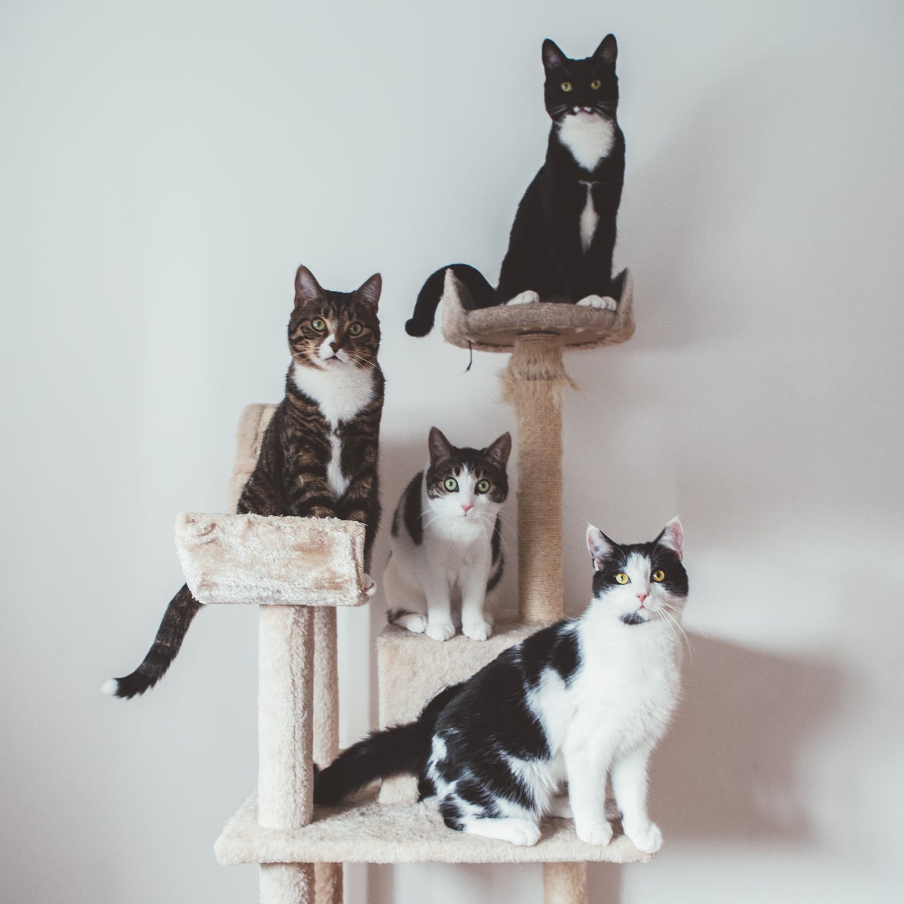 Paris Zarcilla is a Catdad