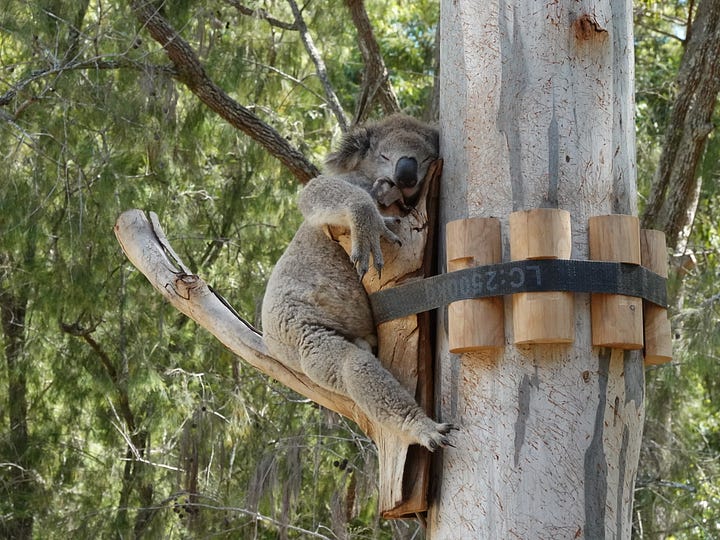 L: The Sydney Opera House seen from the water on a ferry. R: A koala fast asleep on a tree.