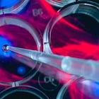 Gays, aging and the current developments in molecular biology. Update. 