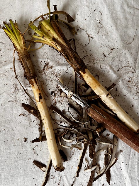 How to prepare salsify