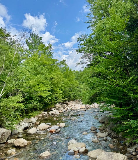 Photos of Otto, a Bernese Mountain Dog, and the Gale River in New Hampshire.