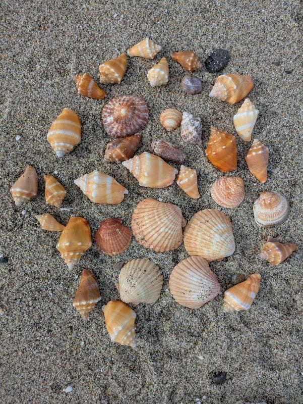 a large variety of brightly colored shells of all different types